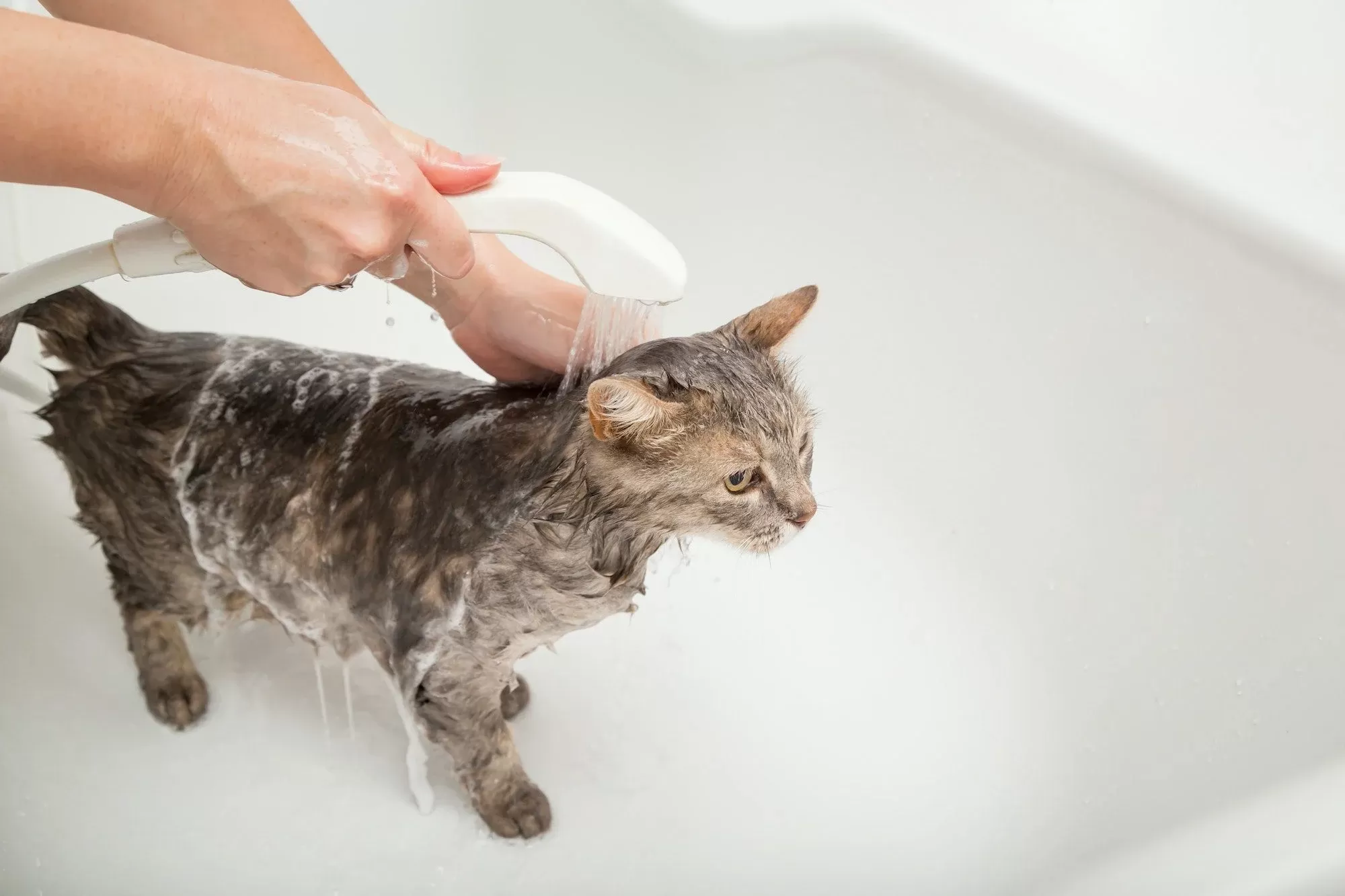 os gatos superaquecem no verão