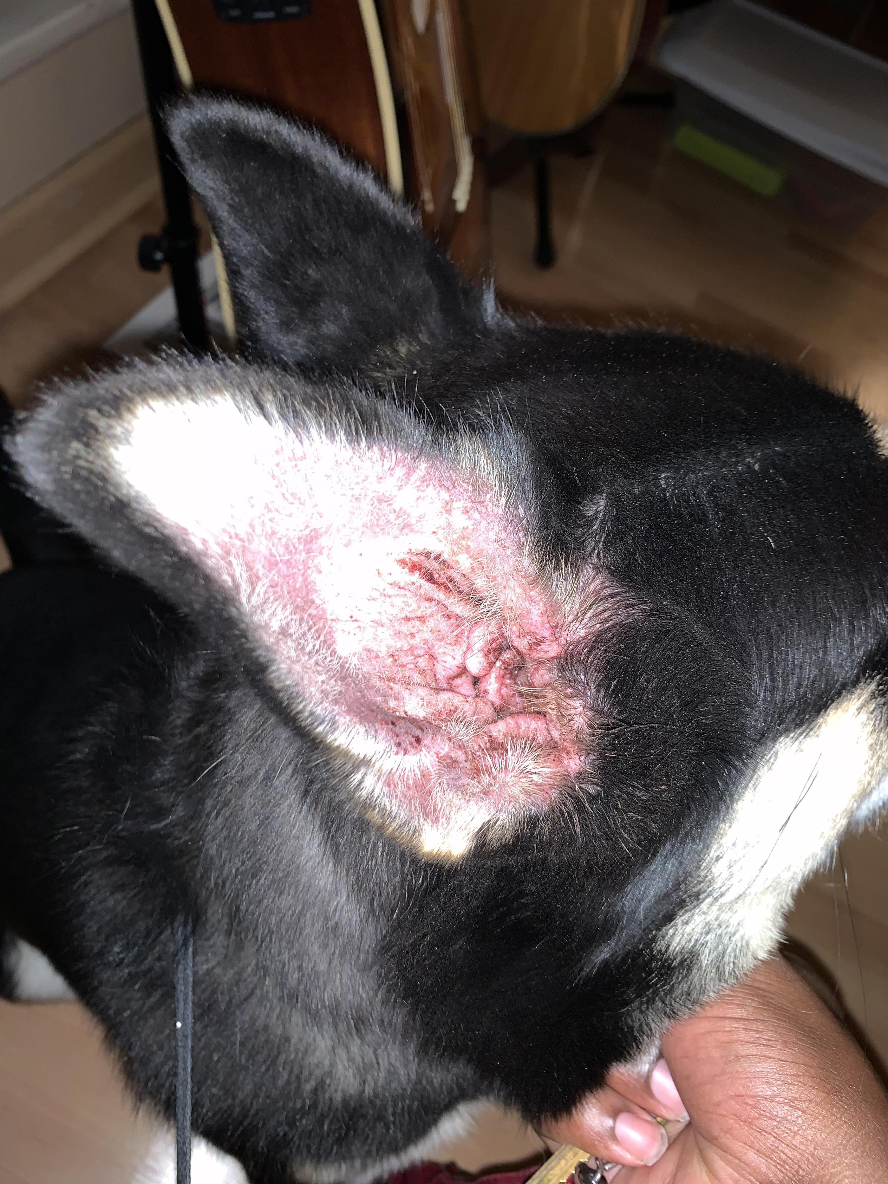 dog has dry itchy ears