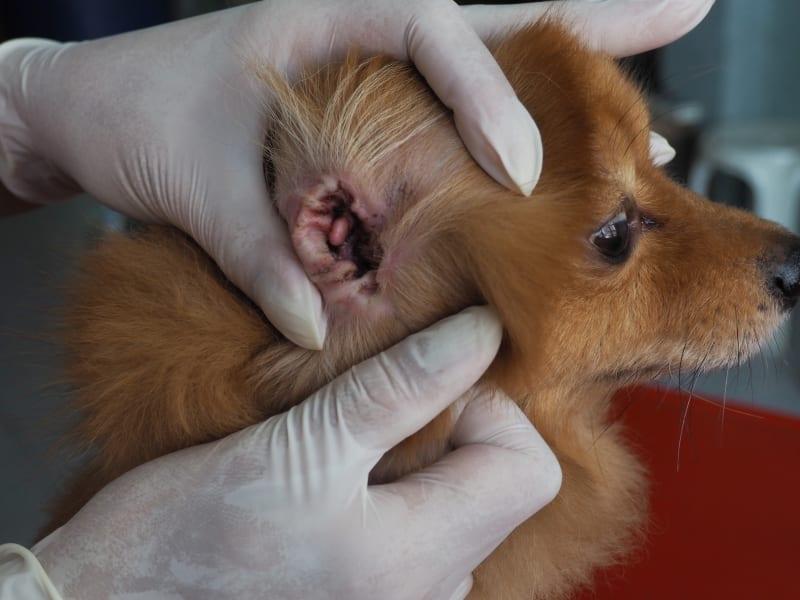 Chronische rote Ohren bei Chihuahuas: Ursachen, Behandlungen und Vorbeugung