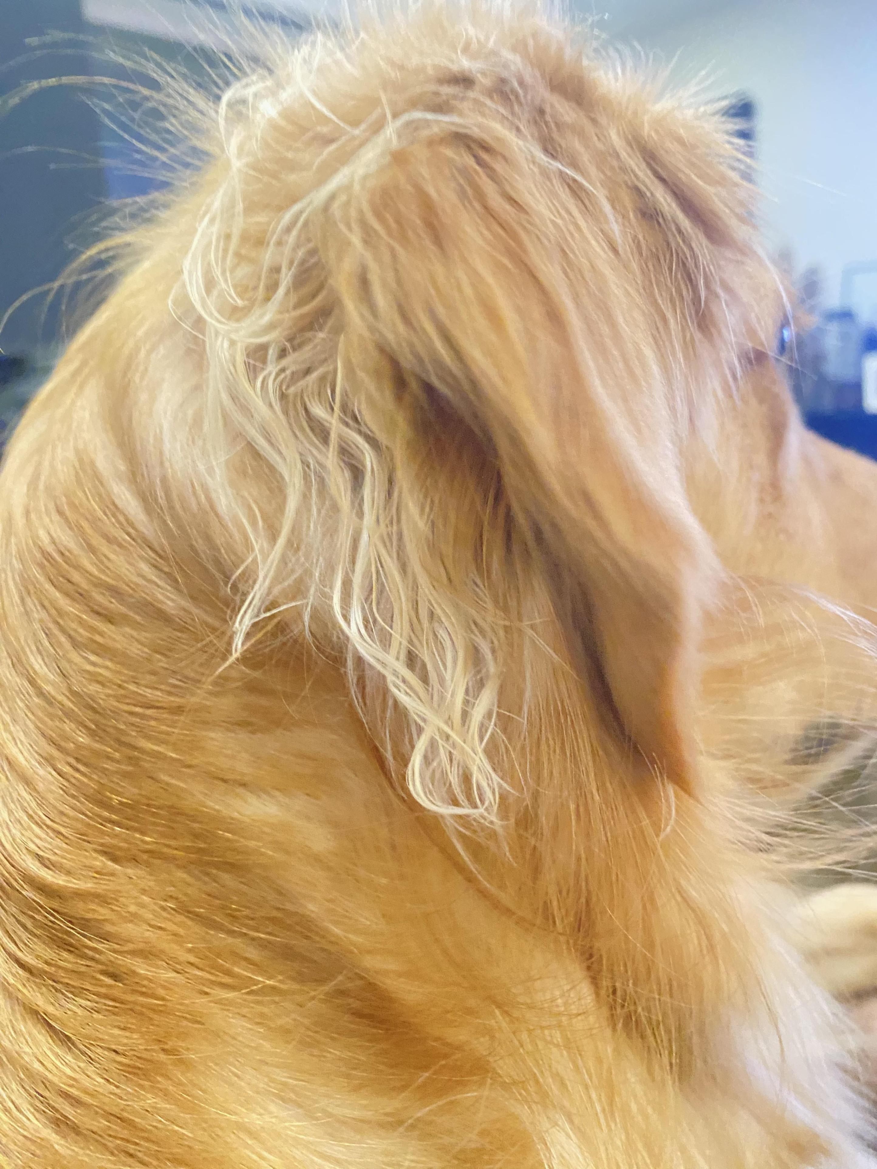 köpek yağlı kürkü