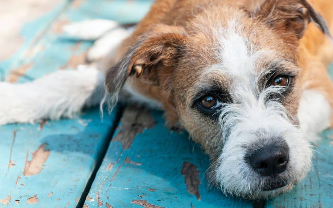 Compreendendo a insuficiência renal em cães