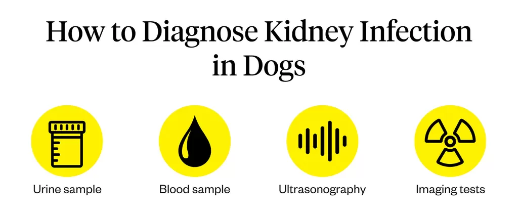 displasia renal en perros