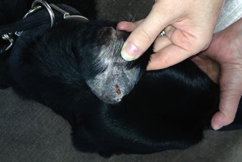 canine vasculitis ears​