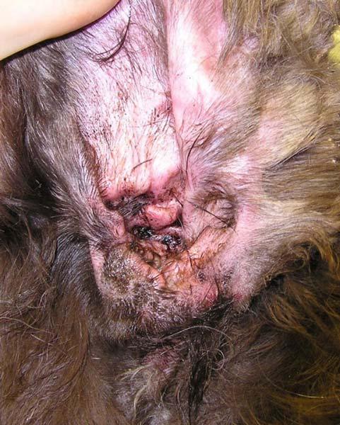 candida in dogs ear​