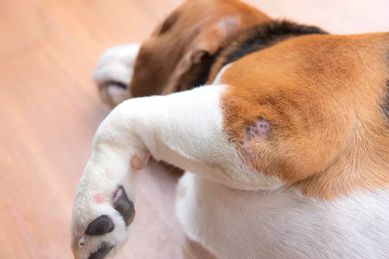 köpek şişmiş eklem ön bacak