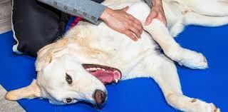 septic arthritis in dogs​
