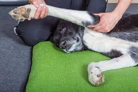 septic arthritis in dogs​