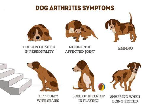 septic arthritis in dogs​