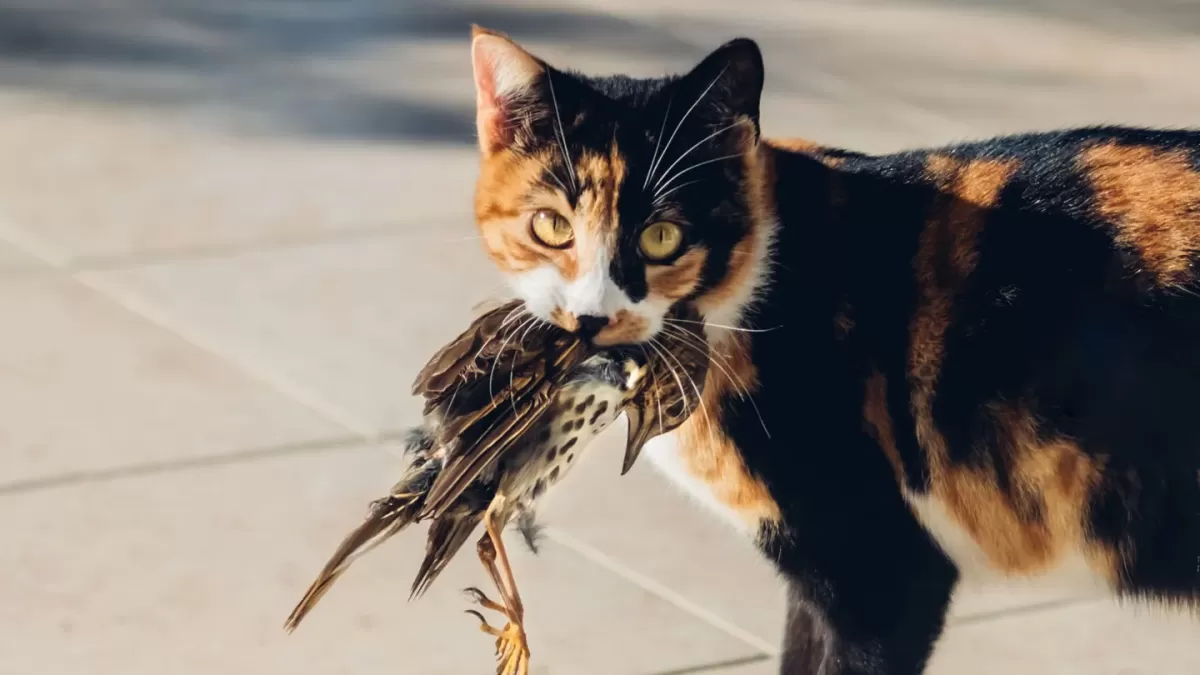 Bird Flu Symptoms in Cats: Everything You Need to Know