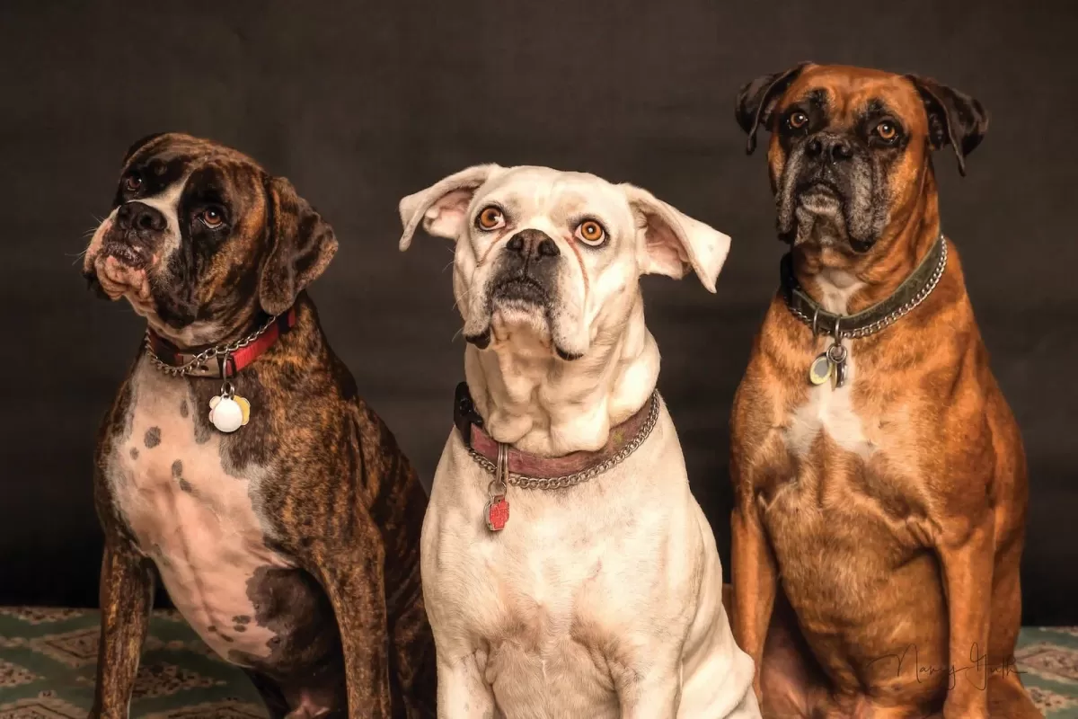 as raças de cães mais estúpidas