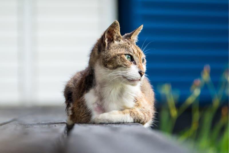 Stunning Leukemia In Kittens And Special Needs image