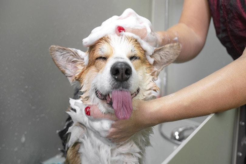 is dawn dish soap safe for dogs​