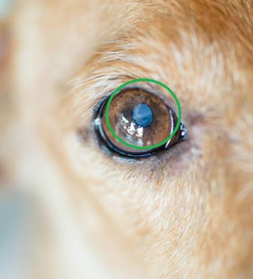 Weißer Fleck im Auge des Hundes: Ursachen, Behandlung und Vorbeugung