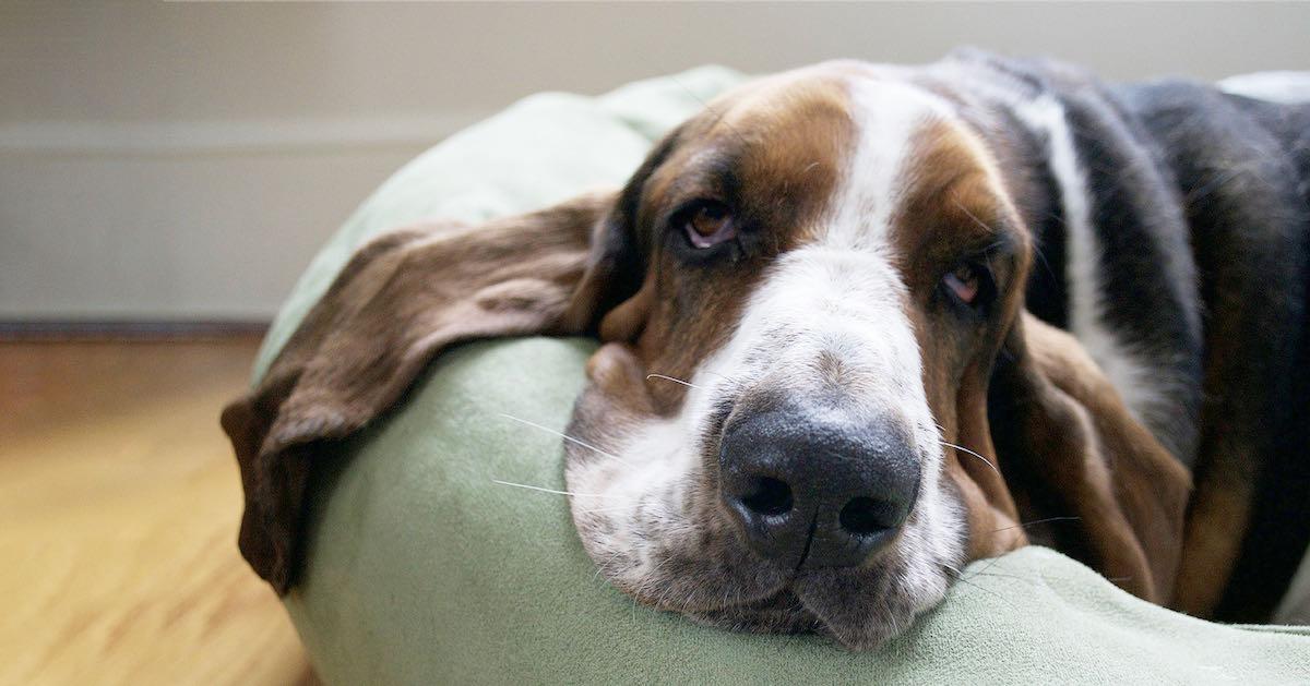 Puppies That Shed the Least: The Best Low-Shedding Dog Breeds for Every Household