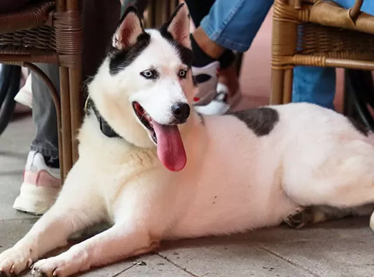 Cachorros de Pitbull Husky Mixto