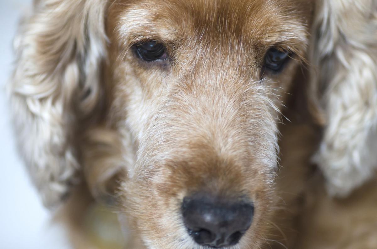 Esclerose nuclear em cães