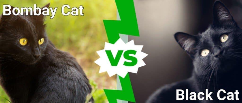 bombay cat vs black cat​