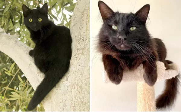 Bombay Cat vs Black Cat: Key Differences and Similarities