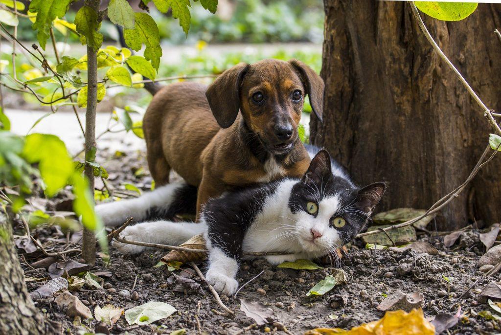 son los gatos más inteligentes que los perros