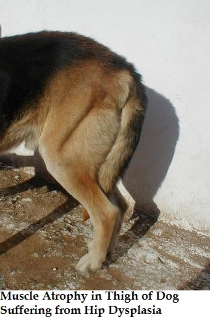 atrofia muscular em cães