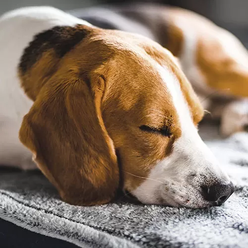 Pueden los perros tener melatonina