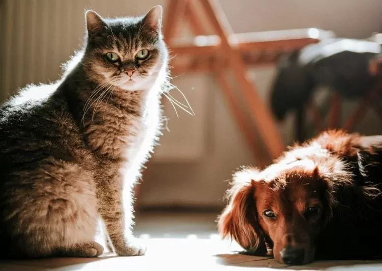 son los gatos más inteligentes que los perros