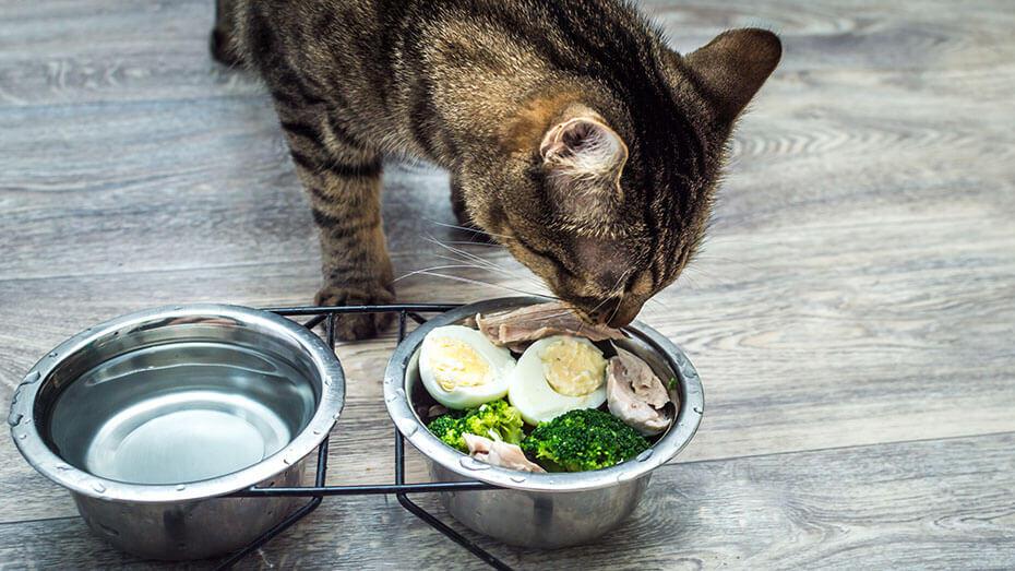 qué comida humana pueden comer los gatos