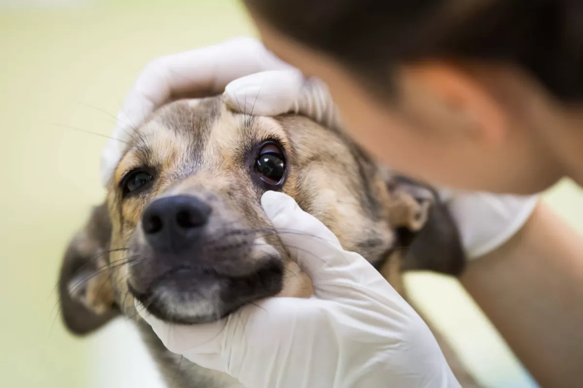 olho de cachorro ficou branco durante a noite