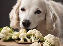 ¿La coliflor es buena para los perros? Una guía completa para los dueños de mascotas
