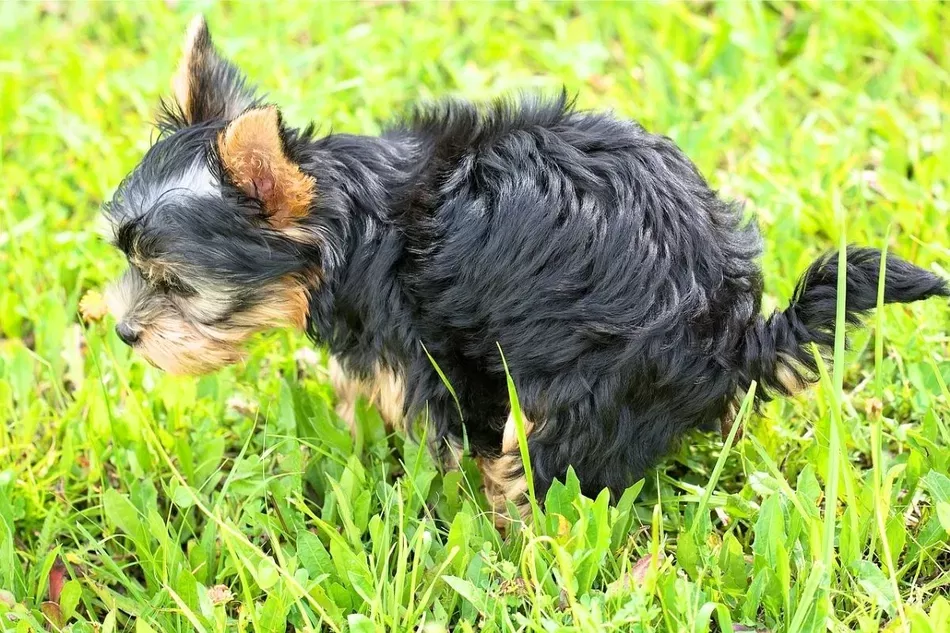 Schleim im Hundekot: Ursachen, Farben und wann man sich Sorgen machen sollte