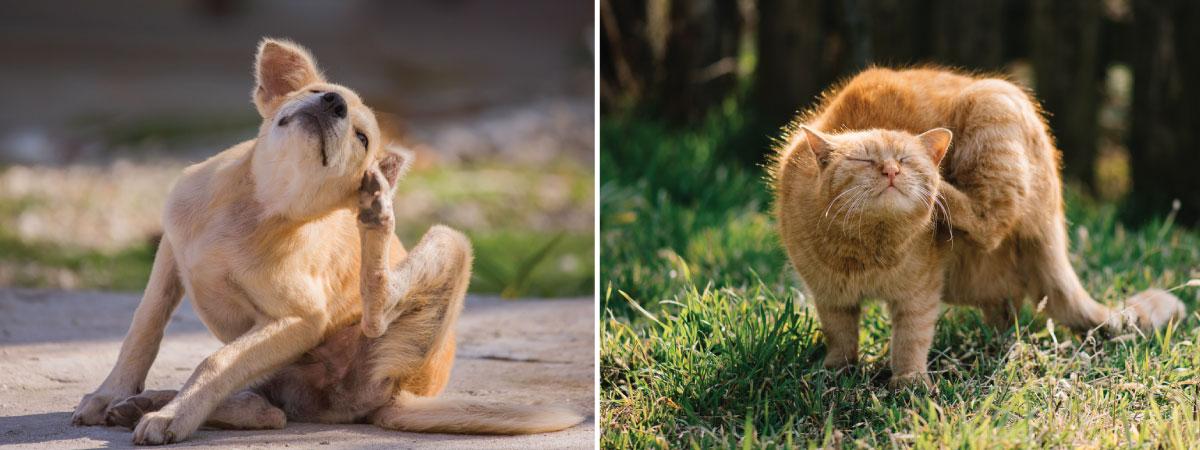 Limpiador de oído cuántico para la infección por picazón de perro/gato