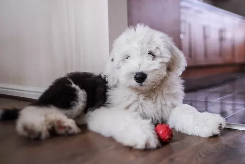Old English Sheepdog : Everything You Need to Know