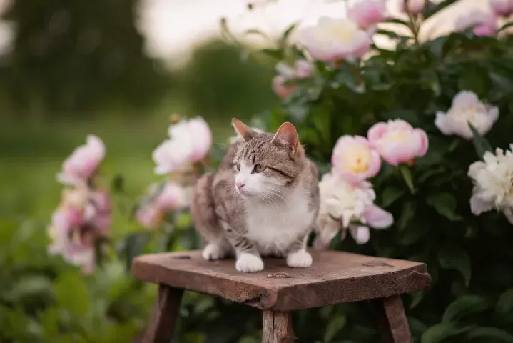 ¿las peonías son venenosas para los gatos?