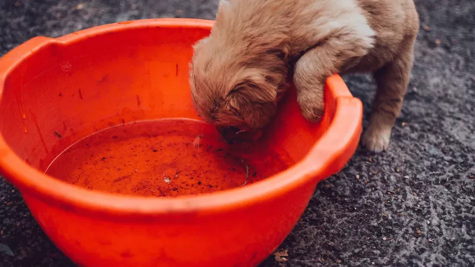 Yavru Köpekler Ne Zaman Su İçebilir