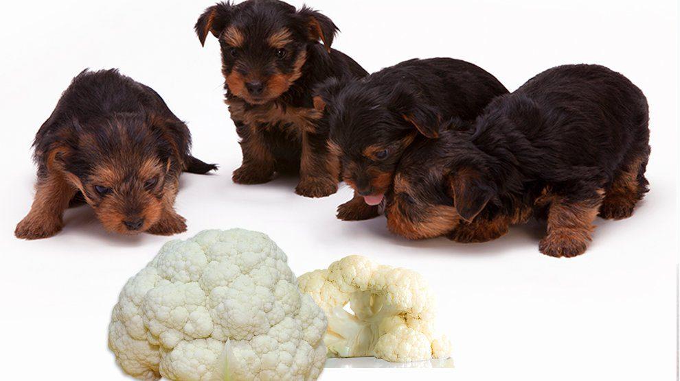 ¿la coliflor es buena para los perros?