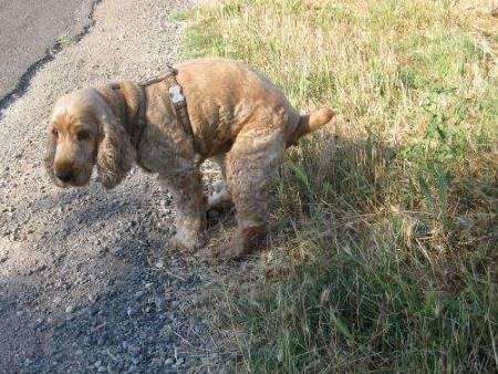 Mi perro no ha hecho caca en 2 días: