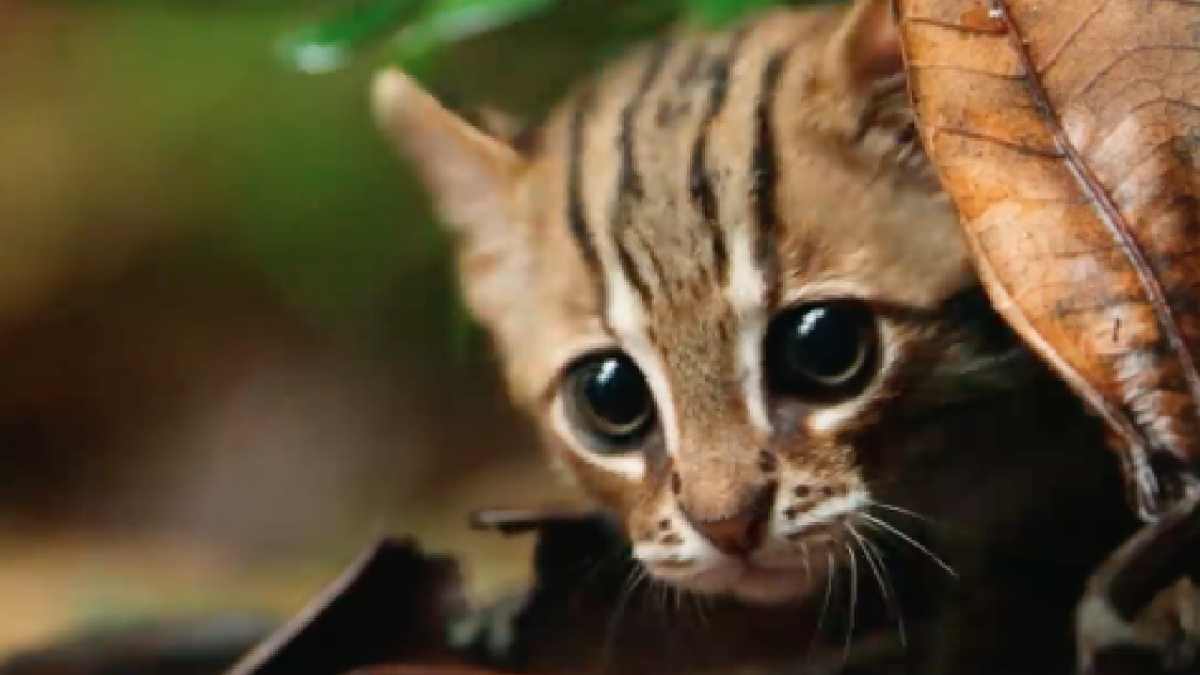 smallest cat in the world​