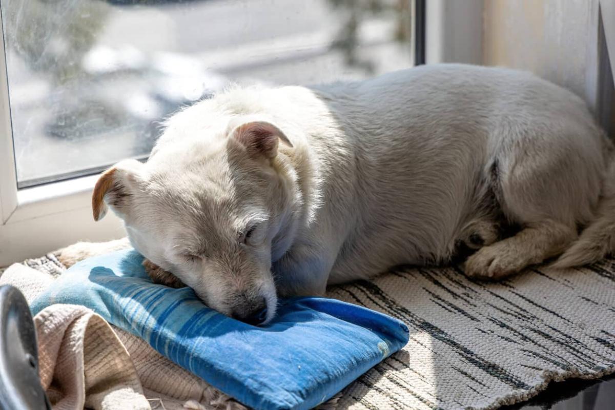 ¿Pueden los perros tener melatonina?