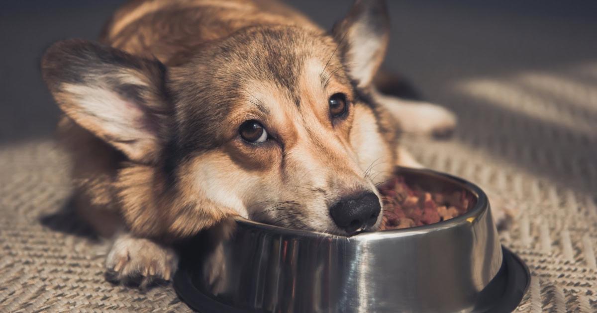 Gastric Carcinoma in Dogs
