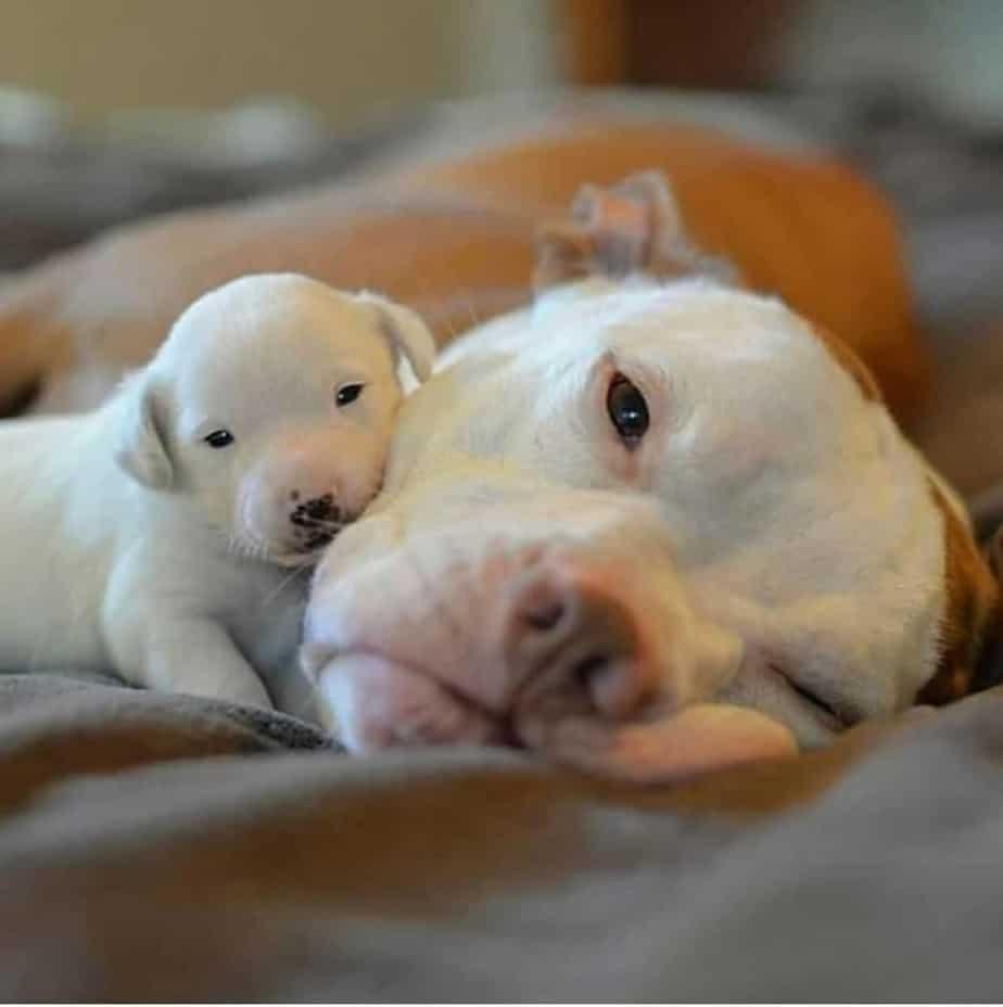 Cachorros de Pitbull Husky Mixto