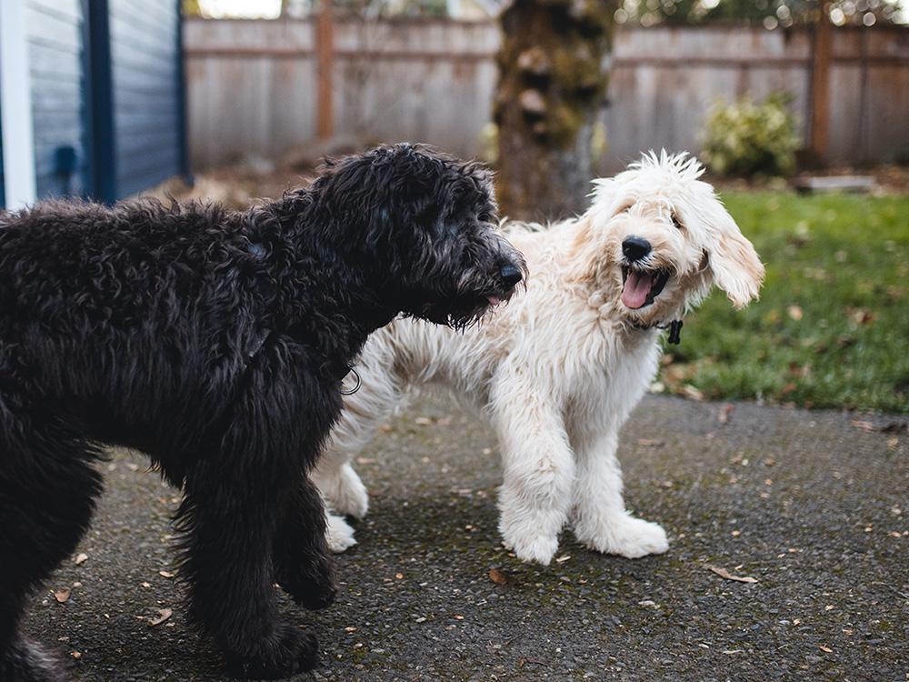 How to make 2 dogs get along