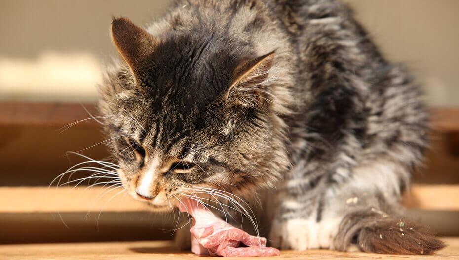 Lo que la comida humana puede los gatos comen