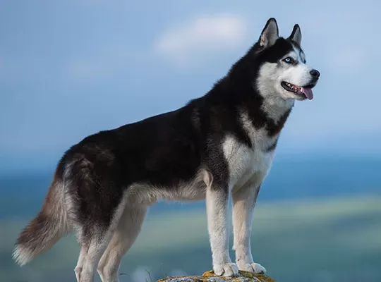 Pitbull Mixed Husky Puppies: A Complete Guide to the Husky Pitbull Mix