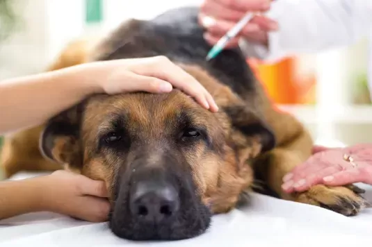 Canine Influenza Vaccine