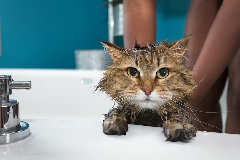 Posso usar o amanhecer para lavar meu gato