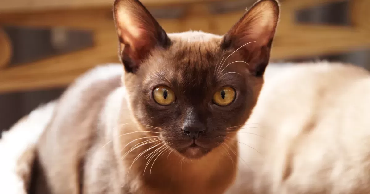 Raças de gatos pretos birmaneses