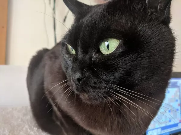 Burmese Black Cat Breeds