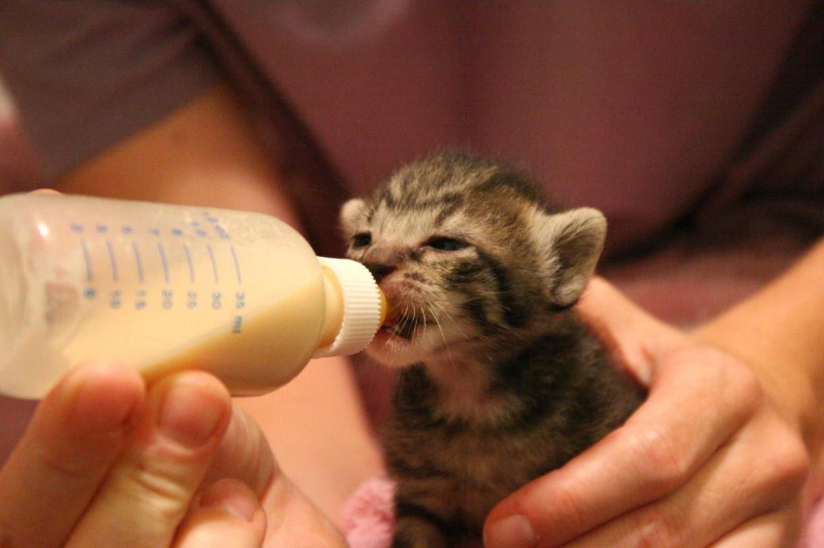 alimentação de mamadeira gatinho