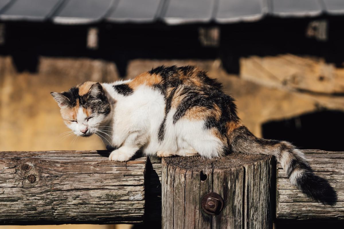 Bird Flu Symptoms in Cats