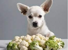 ¿la coliflor es buena para los perros